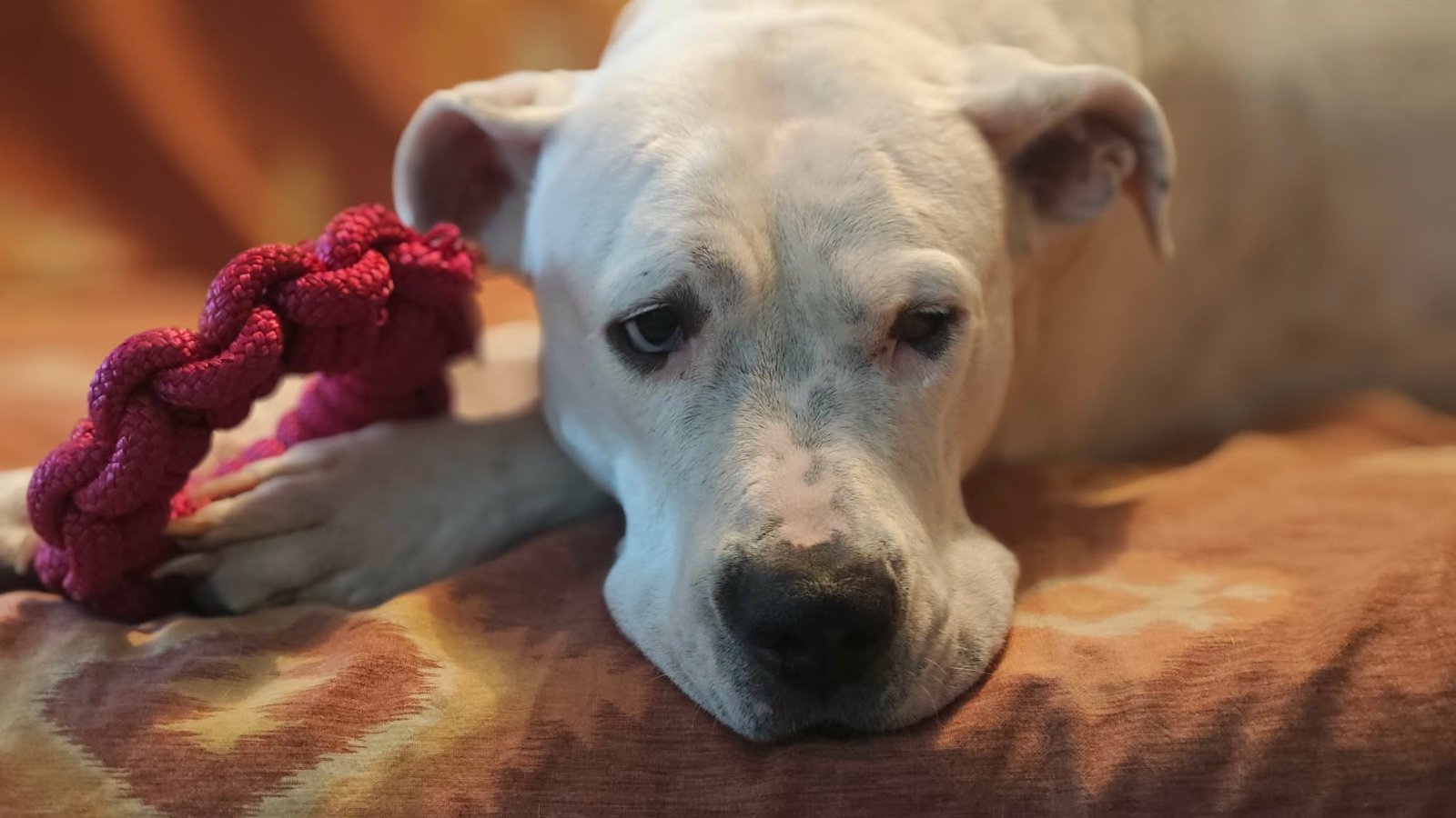 A propos 42560091 01e3 48aa 8c78 4cf40d80cdbc