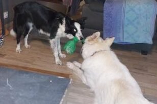 témoignage client d'Eric pour ses chiens Lynn et Swan