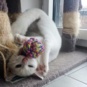 Balle pour chat, en corde nouée, résistante