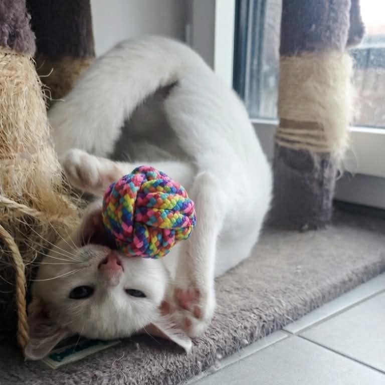 Balle pour chat, en corde nouée, résistante