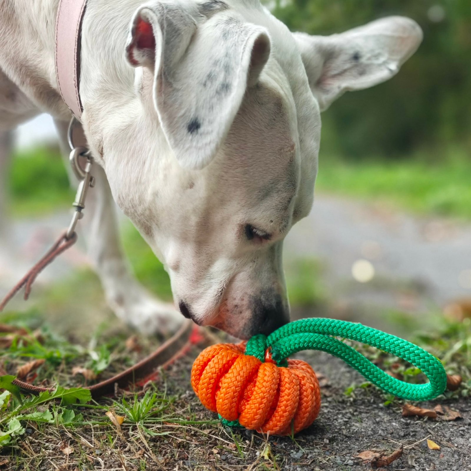 Priska découvrant son jouet Pumpkin - taille L